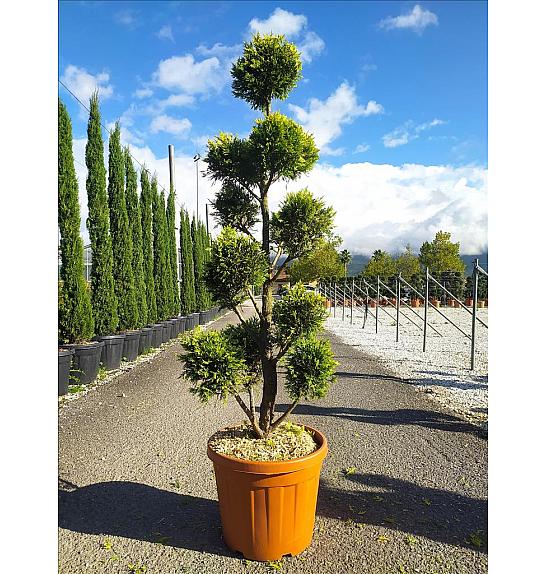 Cupressocyparis leylandii Gold Rider C33 Lit. 140-160 cm; Pon pon