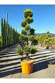 Cupressocyparis leylandii Gold Rider C45 Lit. 140-160 cm; Pon pon