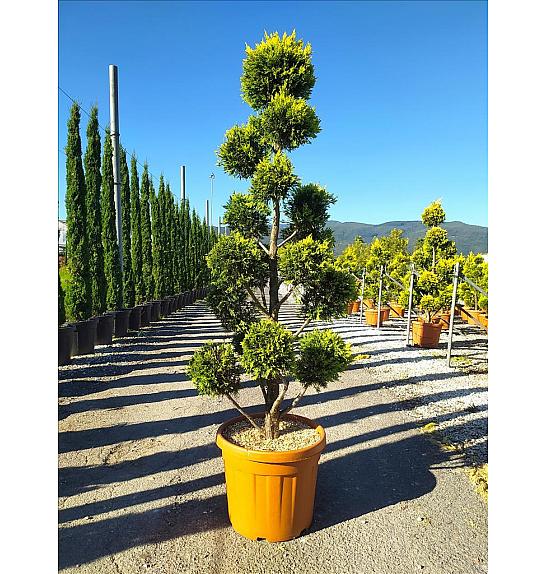 Cupressocyparis leylandii Gold Rider C45 Lit. 140-160 cm; Pon pon