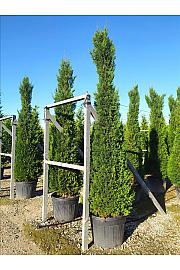 Cupressocyparis leylandii Pyramidalis C110 Lit. 300-350 cm