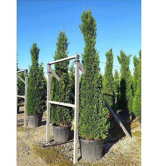 Cupressocyparis leylandii Pyramidalis C110 Lit. 300-350 cm