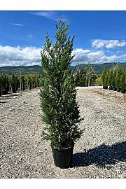 Cupressocyp. Ley. Pyramidalis C10 Lit. 1250-150 cm (ZEL)