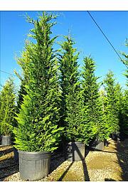 Cupressocyparis leylandii C130 Lit. 300-350 cm
