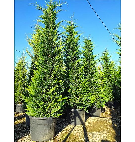 Cupressocyparis leylandii C130 Lit. 300-350 cm