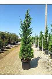 Cupressocyparis leylandii C33 Lit. 250-300 cm