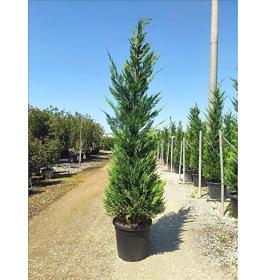 Cupressocyparis leylandii C33 Lit. 250-300 cm