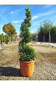 Cupressocyparis leylandii Vito C12 Lit. 80-100 cm; Špirala