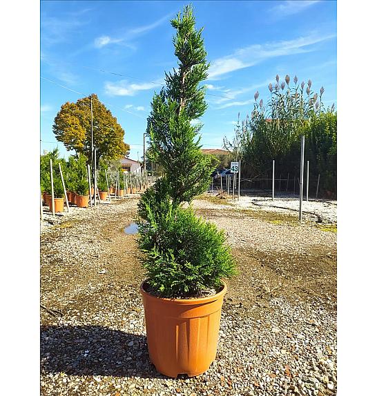 Cupressocyparis leylandii Vito C12 Lit. 80-100 cm; Špirala