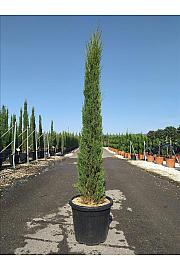 Cupressus semp. Pyramidalis C20 Lit. 150-175 cm