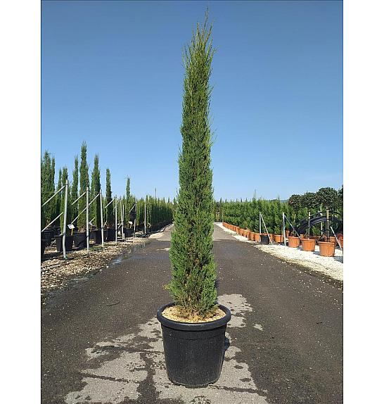 Cupressus semp. Pyramidalis C20 Lit. 150-175 cm