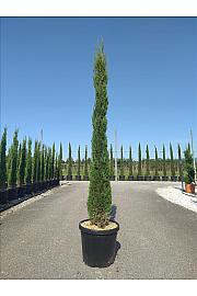Cupressus Semp. Pyramidalis C33 Lit. 200-250 cm (ZEL)