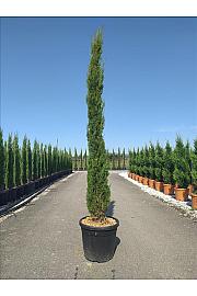 Cupressus semp. Pyramidalis C45 Lit. 250-300 cm