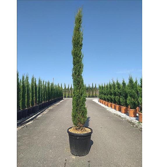Cupressus semp. Pyramidalis C45 Lit. 250-300 cm