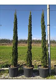 Cupressus semp. Pyramidalis C60 Lit. 300-350 cm