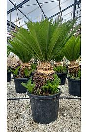 Cycas Revoluta C45 Lit. 60-80 cm (ZEL)