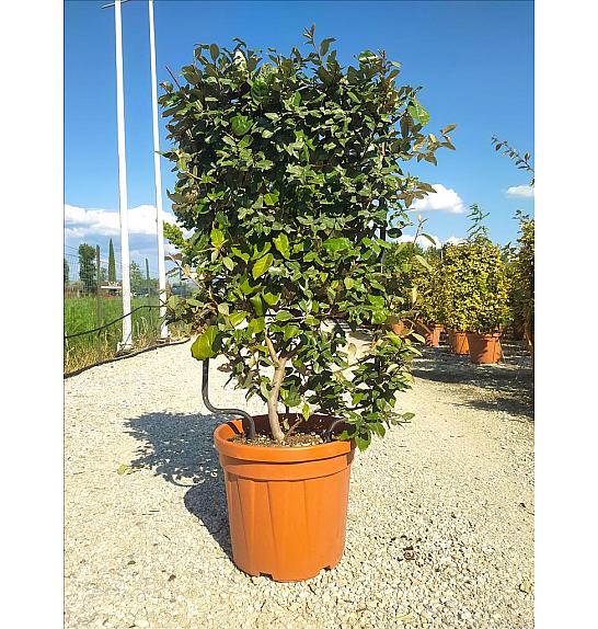 Elaeagnus Ebb. Compacta C30 Lit. 80-100 cm; Špalir