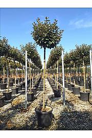 Elaeagnus Ebb. Compacta C35 Lit. Na Steblu 175 cm; 8/10 cm (ZEL)