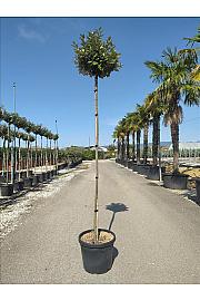 Elaeagnus ebb. Compacta C35 Lit. Na Steblu 200 cm; 8/10 cm
