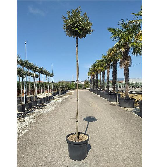 Elaeagnus ebb. Compacta C35 Lit. Na Steblu 200 cm; 8/10 cm