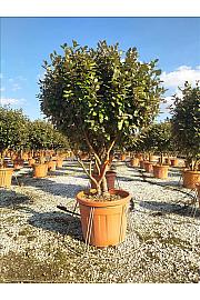 Elaeagnus ebb. Compacta C70 Lit. 125-150 cm