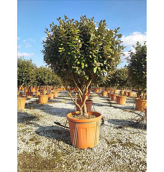 Elaeagnus ebb. Compacta C70 Lit. 125-150 cm