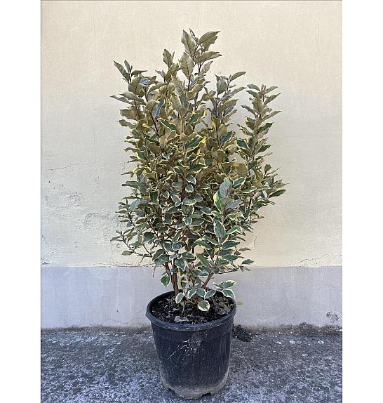 Elaeagnus Ebb. Vivileg (R) C10 Lit. 60-80 cm (ZEL)