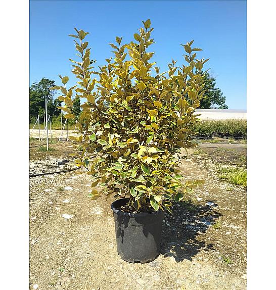 Elaeagnus Ebb. Vivileg (R) C16 Lit. 125-150 cm (ZEL)