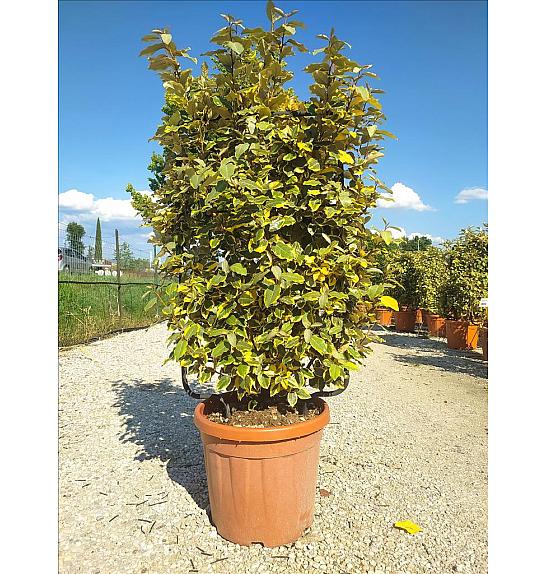 Elaeagnus Ebb. Vivileg (R) C30 Lit. 80-100 cm; Špalir