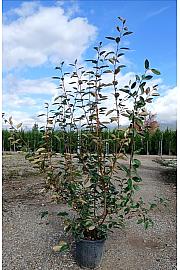 Elaeagnus Ebbingei C10 Lit. 100-125 cm (ZEL)