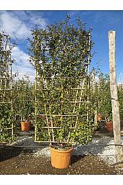 Elaeagnus Ebbingei C130 Lit. 300-350 cm; Špalir