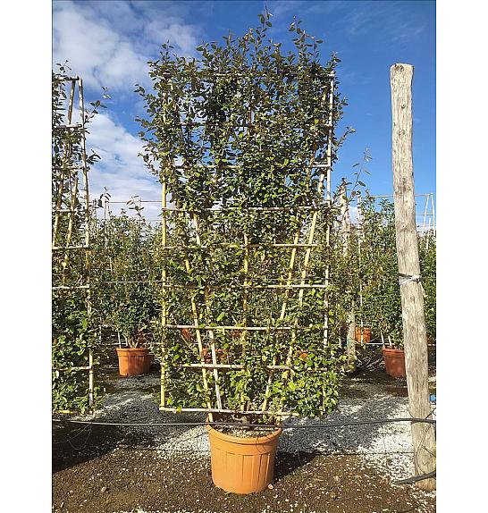 Elaeagnus Ebbingei C130 Lit. 300-350 cm; Špalir