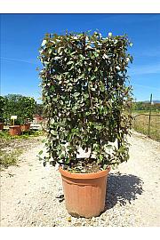 Elaeagnus Ebbingei C30 Lit. 80-100 cm; Špalir