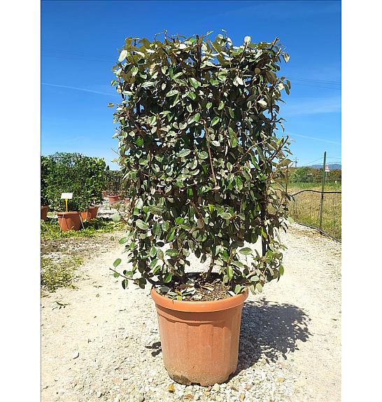 Elaeagnus Ebbingei C30 Lit. 80-100 cm; Špalir
