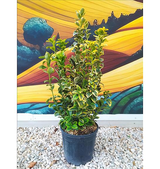 Euonymus Jap. Aureomarginata C10 Lit. 40-60 cm (ZEL)
