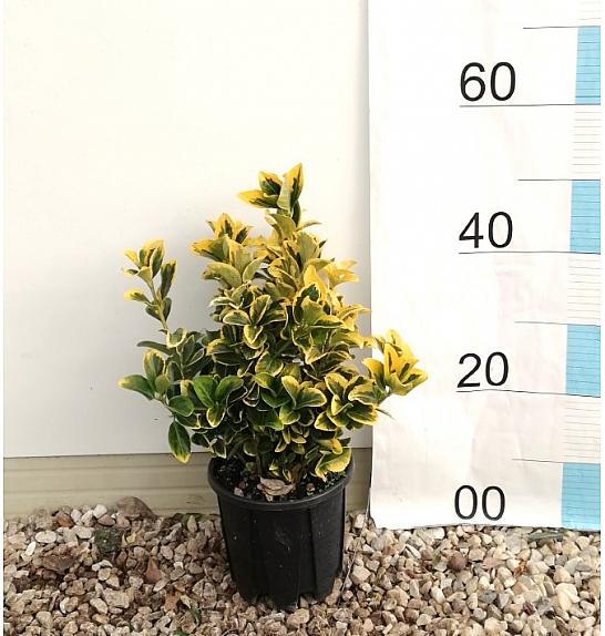 Euonymus Jap. Aureomarginata C3 Lit. 30-40 cm (ZEL)