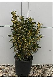 Euonymus Jap. Aureopictus C3 Lit. 30-40 cm (ZEL)