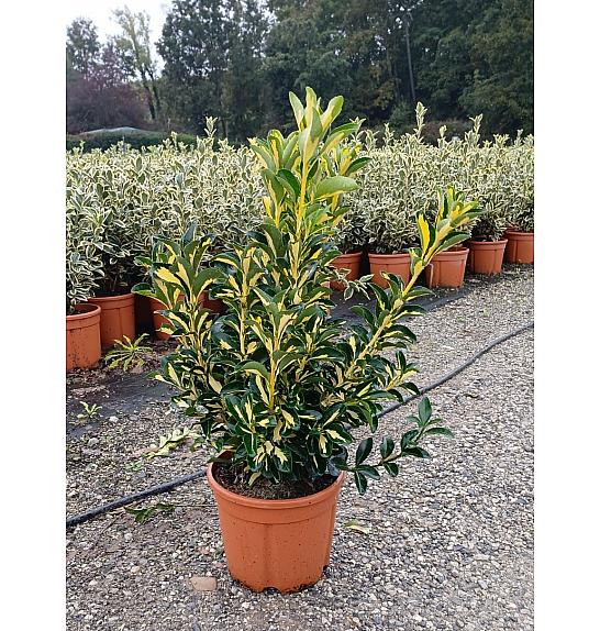 Euonymus Jap. Aureopictus C5 Lit. 40-60 cm (ZEL)