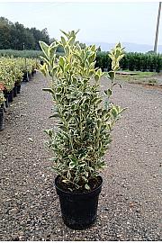 Euonymus Jap. Bravo C10 Lit. 40-60 cm (ZEL)