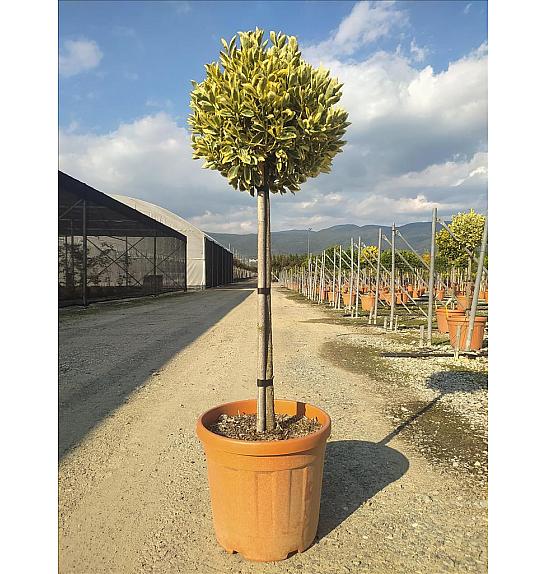 Euonymus Jap. Bravo C30 Lit. Na Steblu 100 cm; Krošnja 40/60 cm (ZEL)