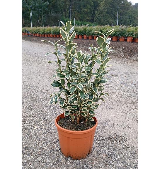 Euonymus Jap. Bravo C5 Lit. 40-60 cm (ZEL)
