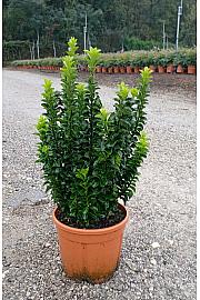 Euonymus Japonicus Benkomasaki (Green Spire) C5 Lit. 40-60 cm (ZEL)