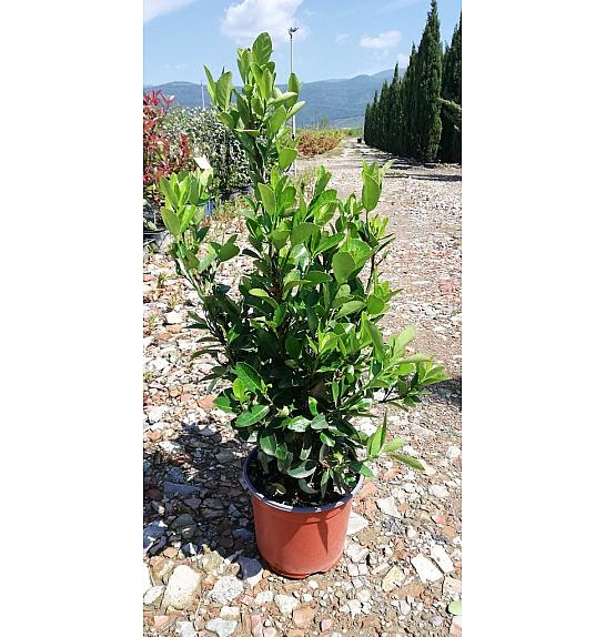 Euonymus Japonicus C3 Lit. 30-40 cm (ZEL)