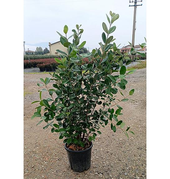 Feijoa Sellowiana C10 Lit. 80-100 cm (ZEL)