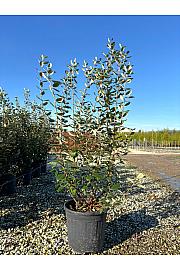 Feijoa Sellowiana C18 Lit. 100-125 cm (ZEL)
