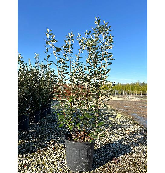 Feijoa sellowiana C18 Lit. 100-125 cm