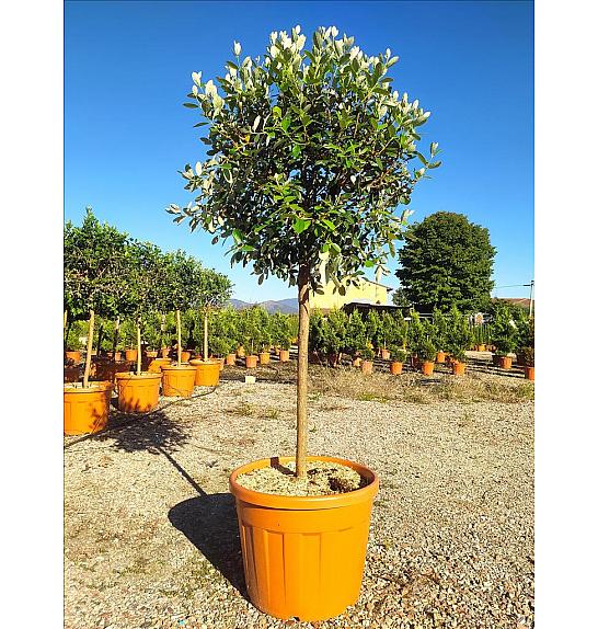 Feijoa sellowiana C50 Lit. Na Steblu 100 cm; 12/14 cm; Krošnja 80-100 cm