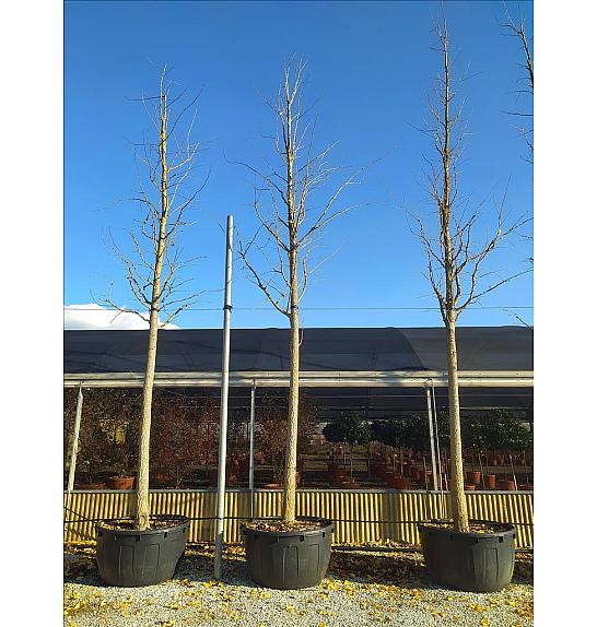 Ginkgo biloba C450 Lit. Na Steblu 200 cm; 35/40 cm