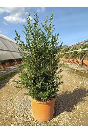 Ilex Crenata Stokes C15 Lit. 60-80 cm