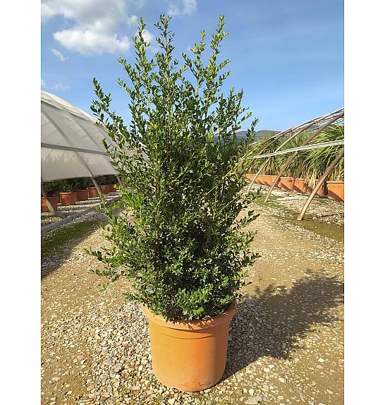 Ilex Crenata Stokes C15 Lit. 60-80 cm
