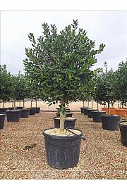 Ilex Mutch. Nelly R. Stevens C130 Lit. Na Steblu 100 cm; 16/18 cm; Krošnja 100/125 cm (ZEL)